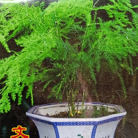 平邑县文竹，盆栽地栽观景苗大文竹盆栽地栽盆景云竹室内阳台绿植