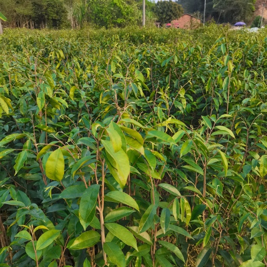 化州市沉香底苗大杯苗中杯苗产地直供大量沉香苗