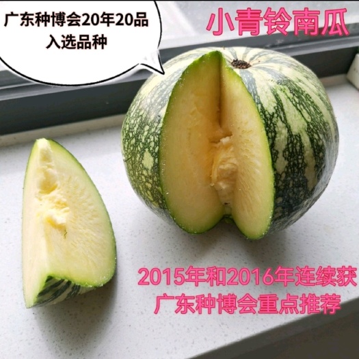 菜用南瓜种子 黄肉嫩南瓜新品种 小青铃南瓜种子 好吃好种