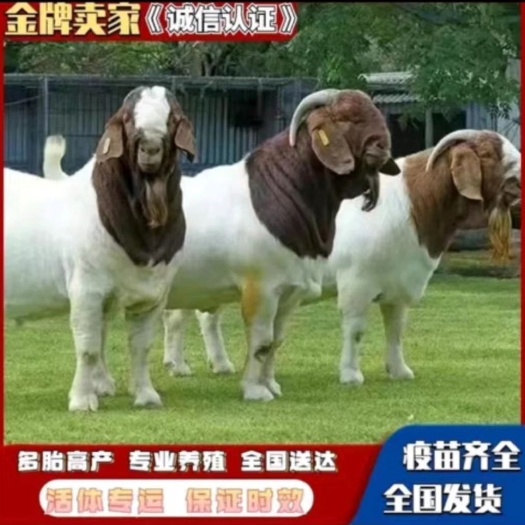 郓城县波尔山羊，种羊包送到家包技术指导