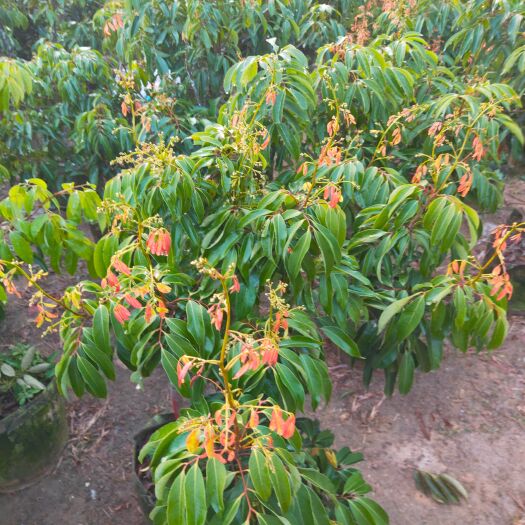 北流市桂味荔枝苗高压苗带花带原土