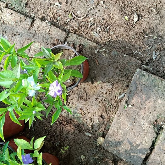 青州市双色茉莉