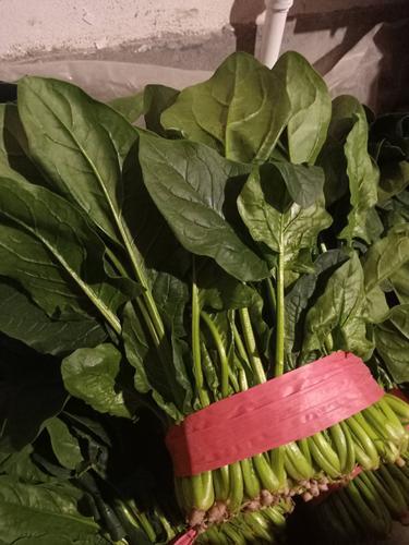 邯郸菠菜大叶小叶量都大