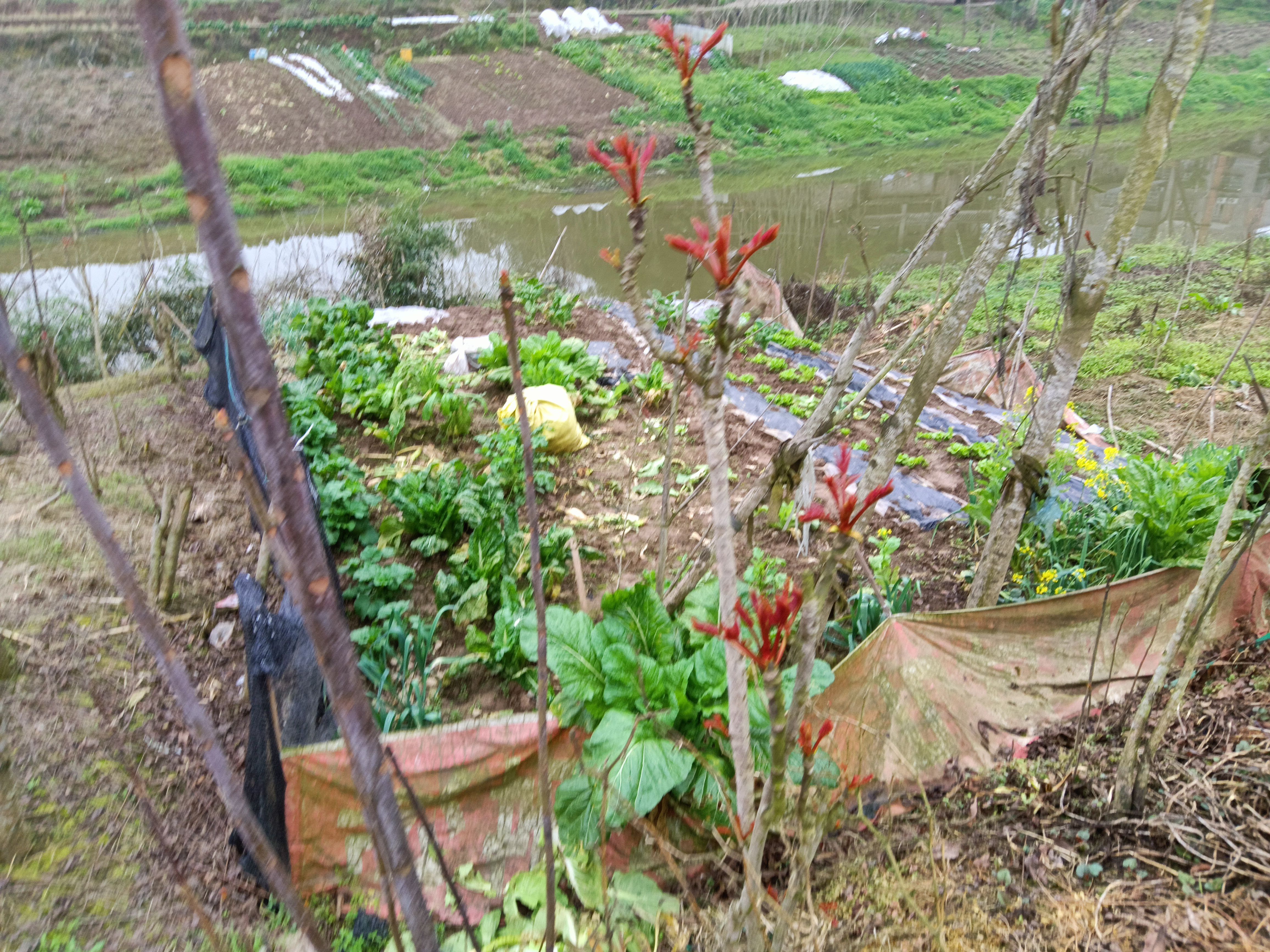 大竹红油香春芽