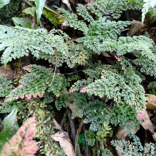 天全县膜蕨囊瓣芹