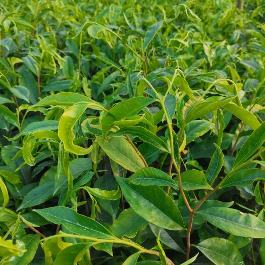 化州市沉香底苗大杯苗中杯苗产地直供大量沉香苗