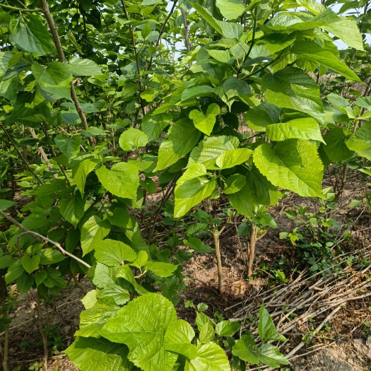 怀集县桑叶茶