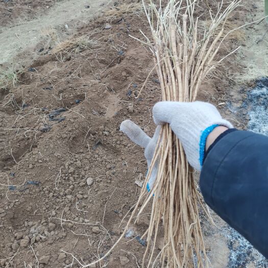 赤峰秋季绵芪一点土没有，一年没上水质量好