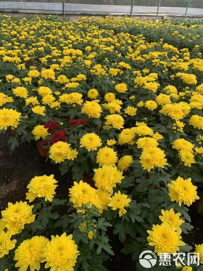 黄菊花盆栽三色龙爪菊乒乓菊荷兰菊四季花卉阳台庭院楼顶观花植物