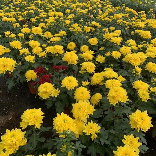 黄菊花盆栽三色龙爪菊乒乓菊荷兰菊四季花卉阳台庭院楼顶观花植物