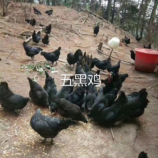 广州五黑绿壳蛋鸡