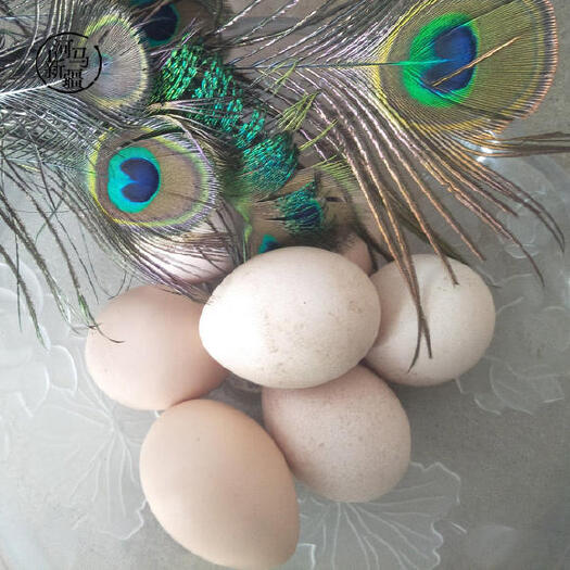 郓城县孔雀蛋可食用可孵化大量出售