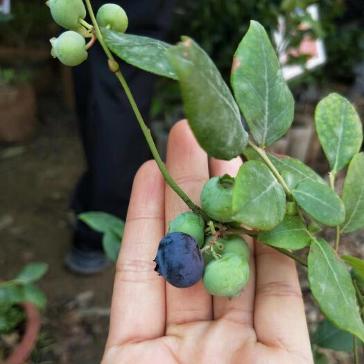 灵山县蓝丰蓝莓苗