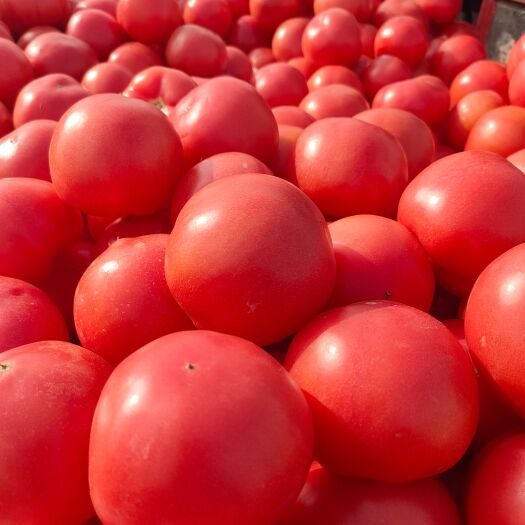 山东菏泽山东菏泽定陶黄店西红柿大量上市货源充足价格美丽，