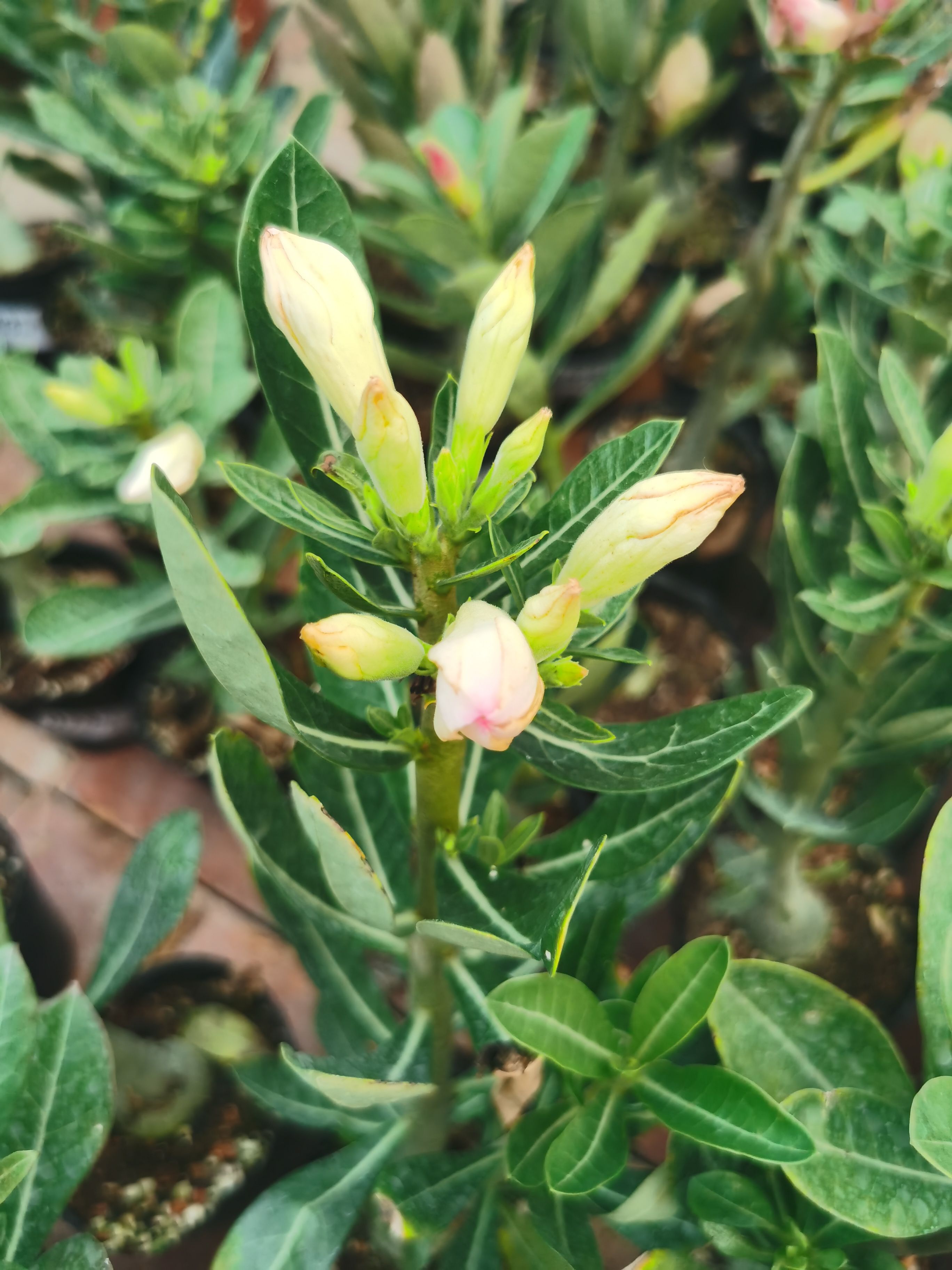 沙漠玫瑰  原生特殊花色 兩年苗