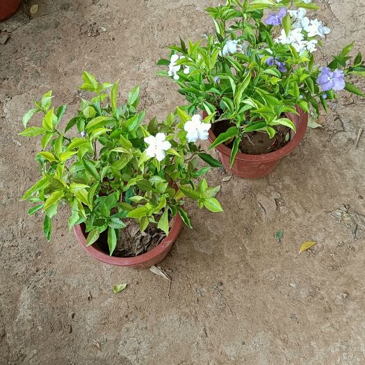 青州市双色茉莉