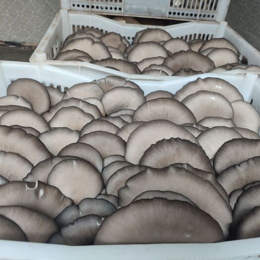 遵化市中大叶鲜平菇，一手货源，