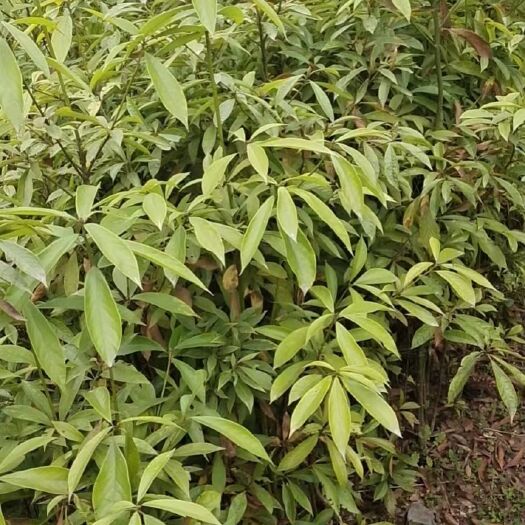 成都小叶桢楠