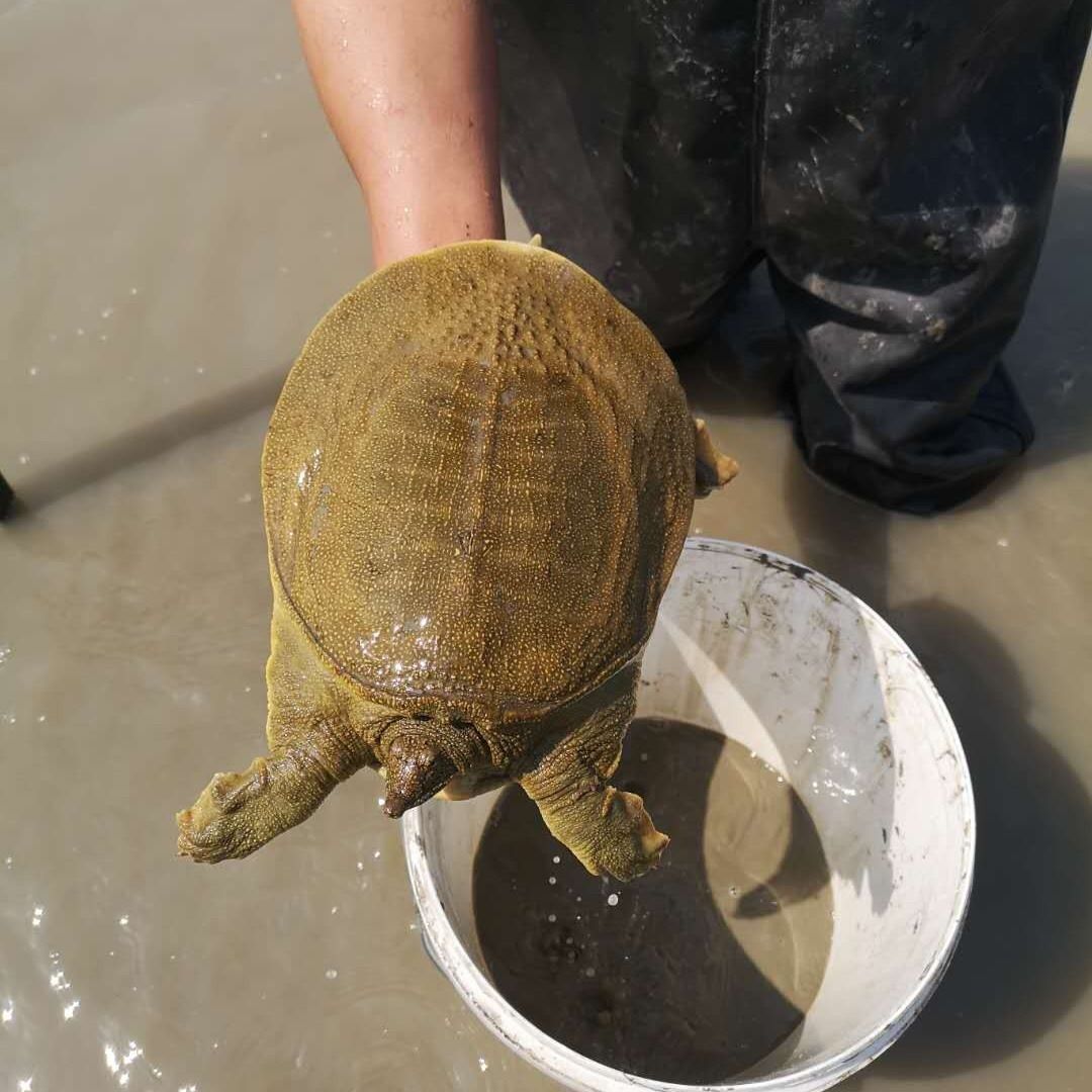 [甲鱼批发]鲜活甲鱼外塘公雄大活体食用水鱼团鱼海鲜王八中华鳖批发老