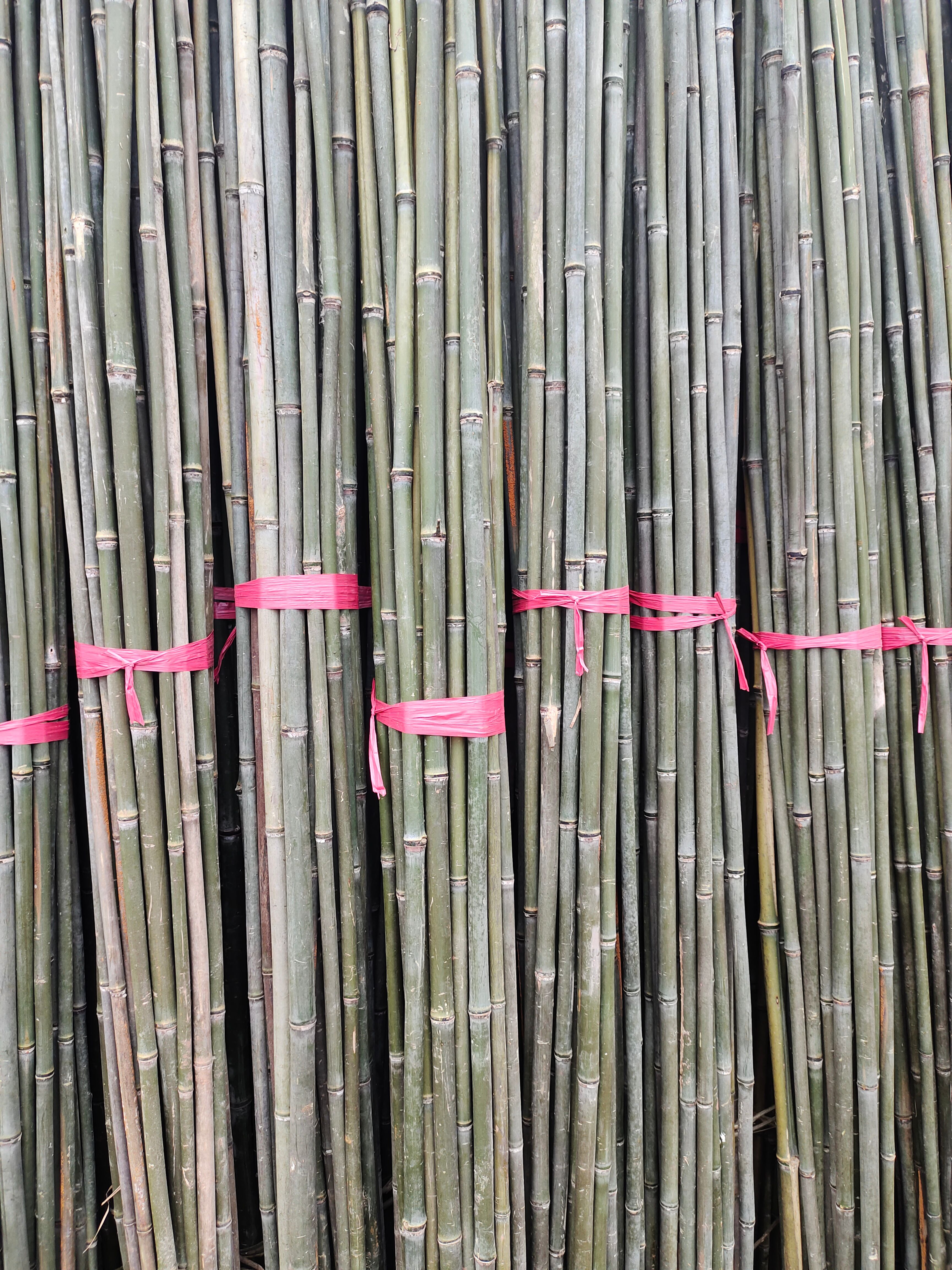 菜架竹，水竹，厂家直销