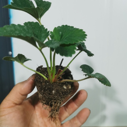 孟州市红颜草莓苗，种苗，母苗