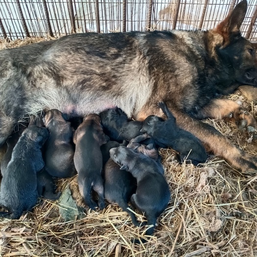 嘉祥县自养东德狼灰牧羊犬