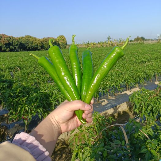博罗县牛角椒苗(尖椒)，穴盘苗，一株一孔