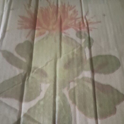 三亚罗牛山公苗