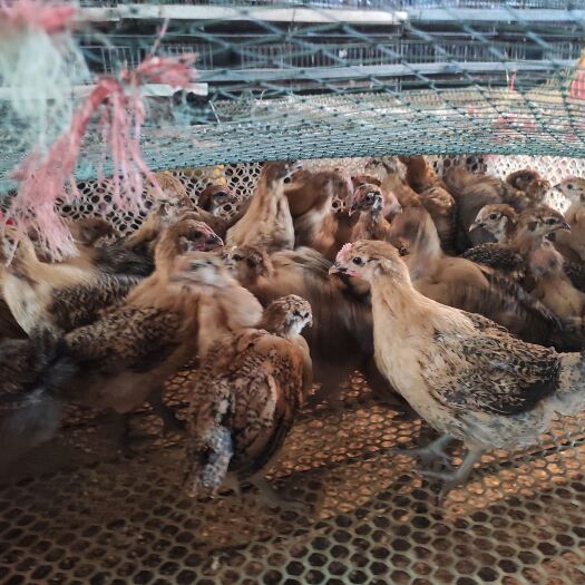 沭阳县脱温土鸡，三色腿高产蛋土鸡，红瑶改良笨鸡，开产老母鸡，黄油老
