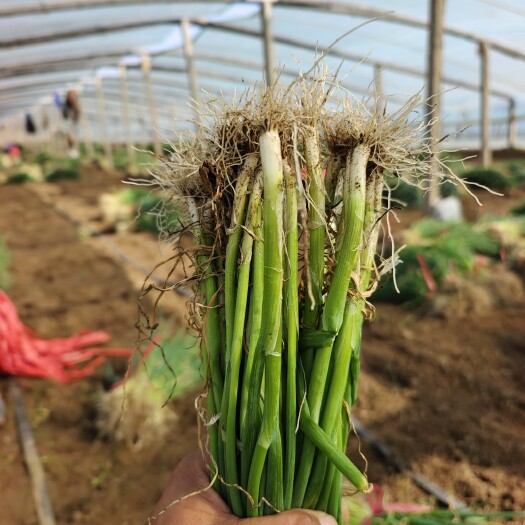 安丘市基地直供一代杂交葱苗，保质保量可签合同