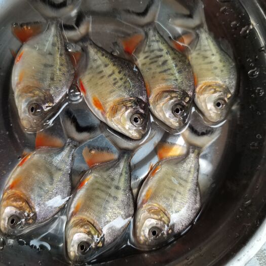 南宁鲳鱼苗，黄金鲳鱼苗，杂交白鲳鱼苗，场地直销好养快大，产量高