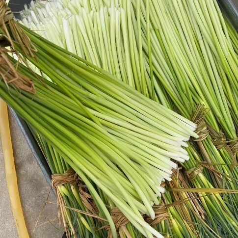 邳州市大棚白帽蒜苔上市