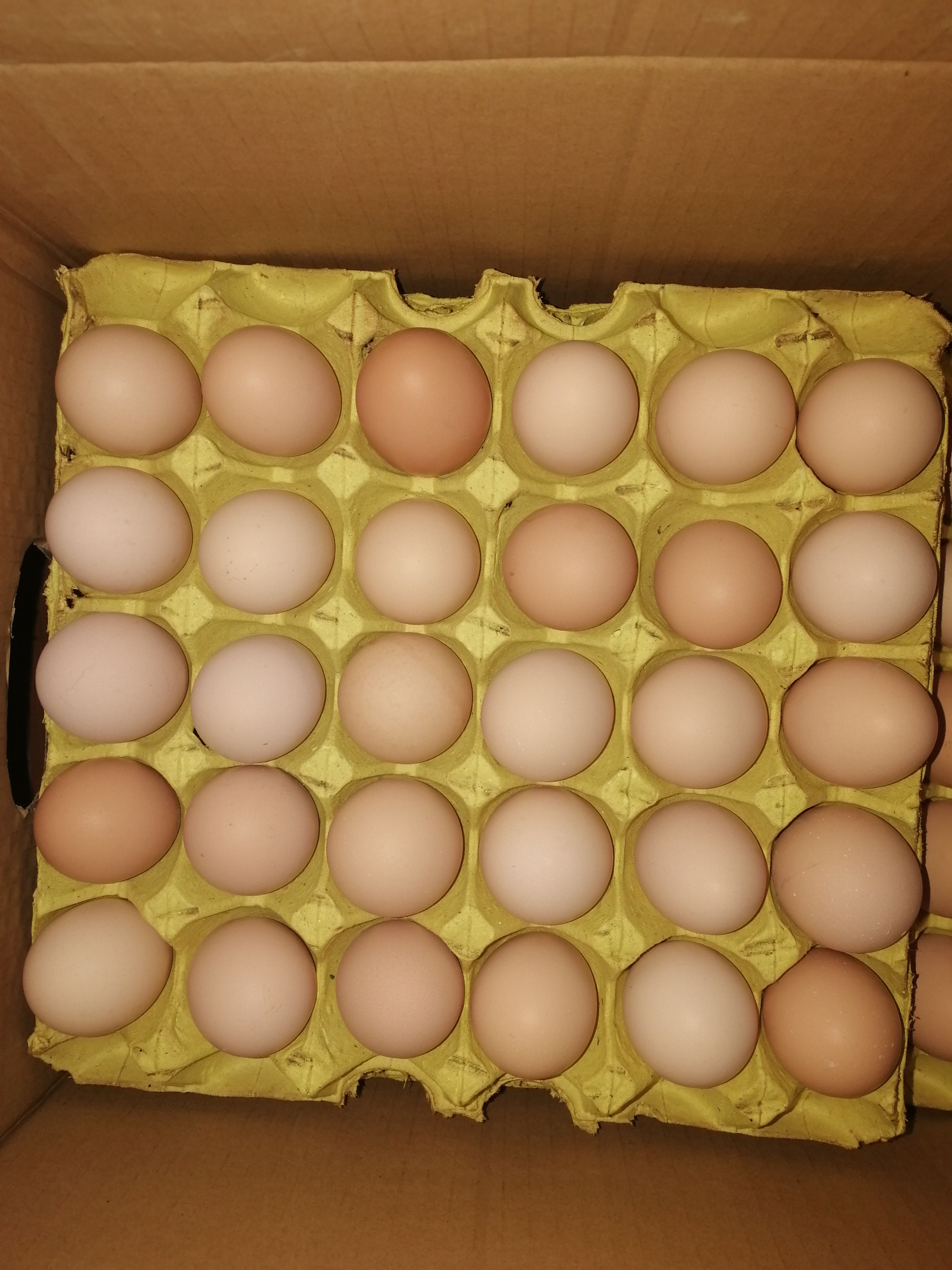 合肥农家养殖土鸡蛋360枚新杨黑罗曼蛋黄大粉壳蛋大中小码俱全