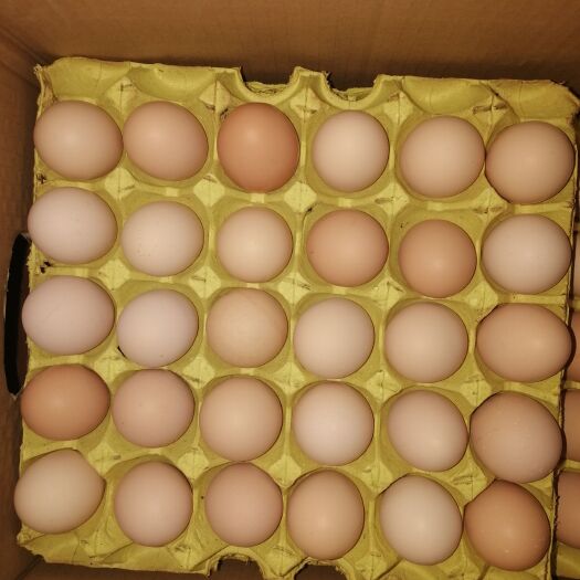 农家养殖土鸡蛋360枚新杨黑罗曼蛋黄大粉壳蛋大中小码俱全