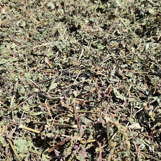 河池正品中草药鬼针草 三叶鬼针草四方枝 干品新货500克
