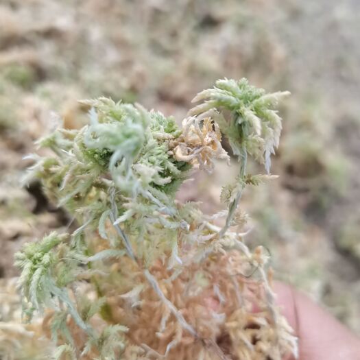 龙里县水苔，海花草，育苗基质