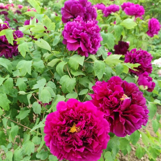 菏泽观赏牡丹
