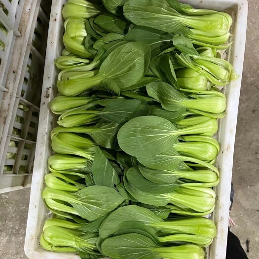 太和县上海青，油菜