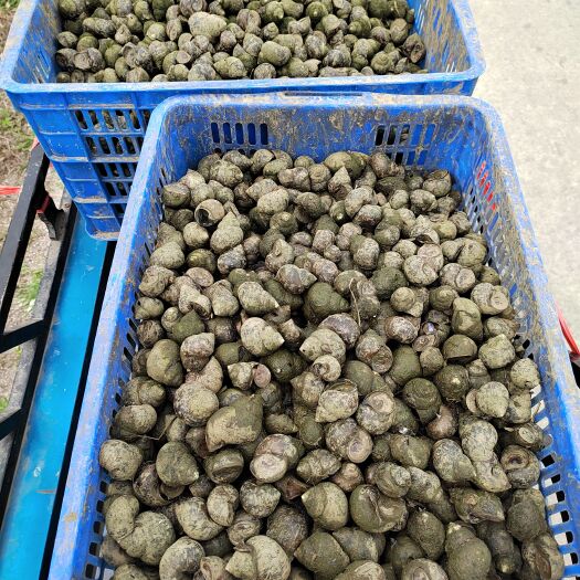 仙桃市大田螺，肉味鲜美，湖北原产地大量供应