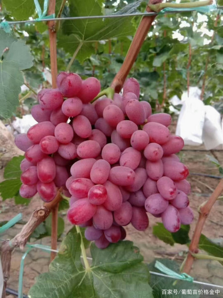 咸阳克伦生葡萄苗  苗圃现挖，假一赔十