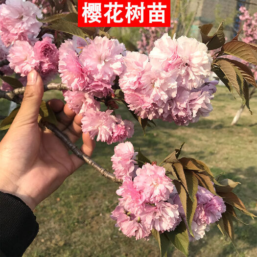 樱花树苗庭院晚樱种植风景树盆栽植物景观树大型绿化苗木