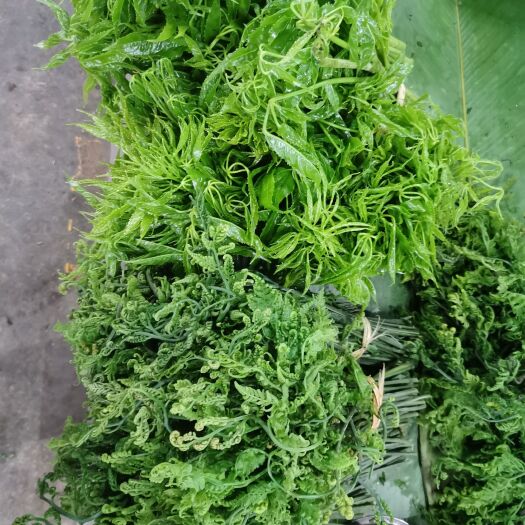 金平县蕨菜