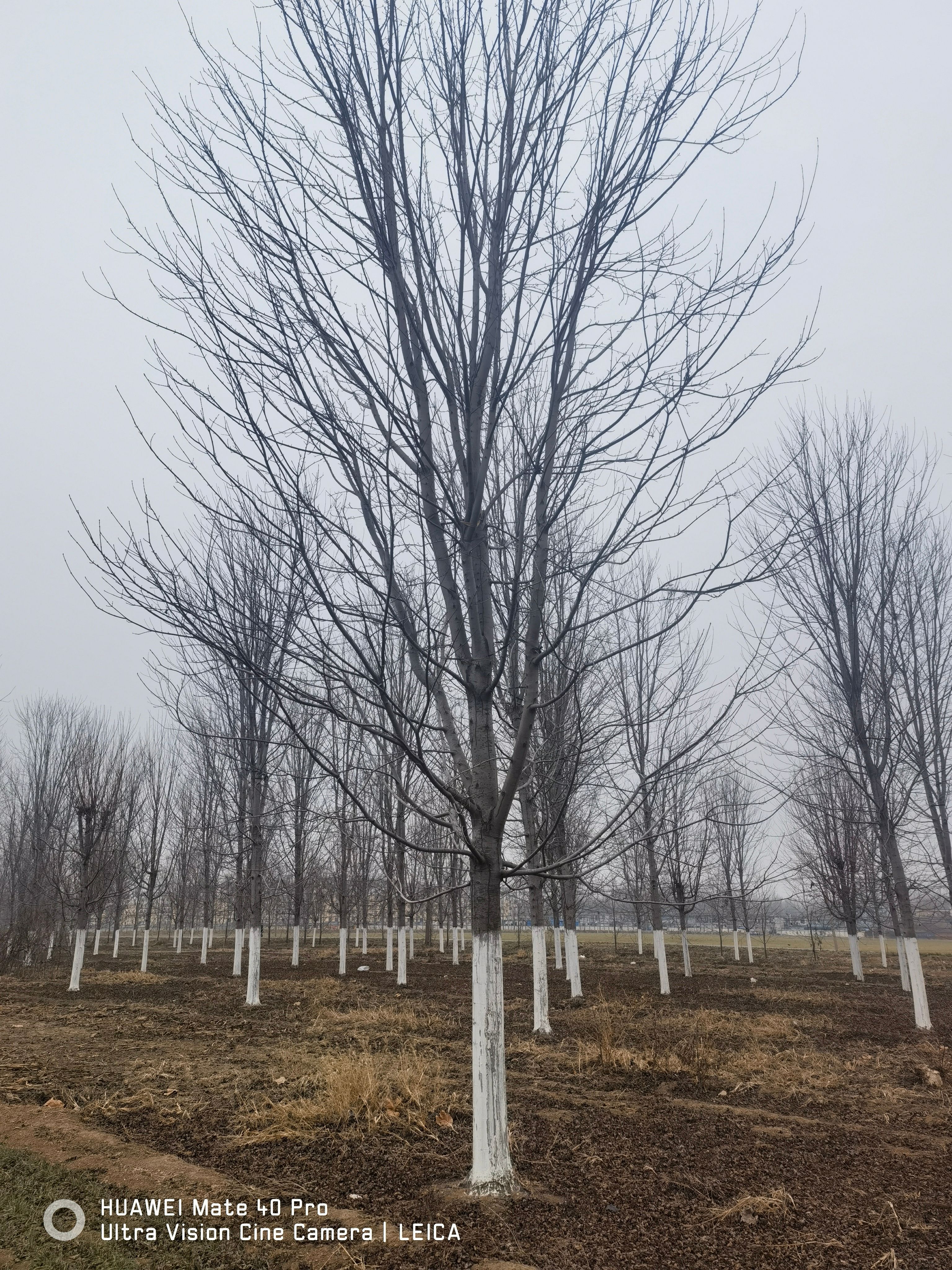 美国红枫秋火焰15-25公分