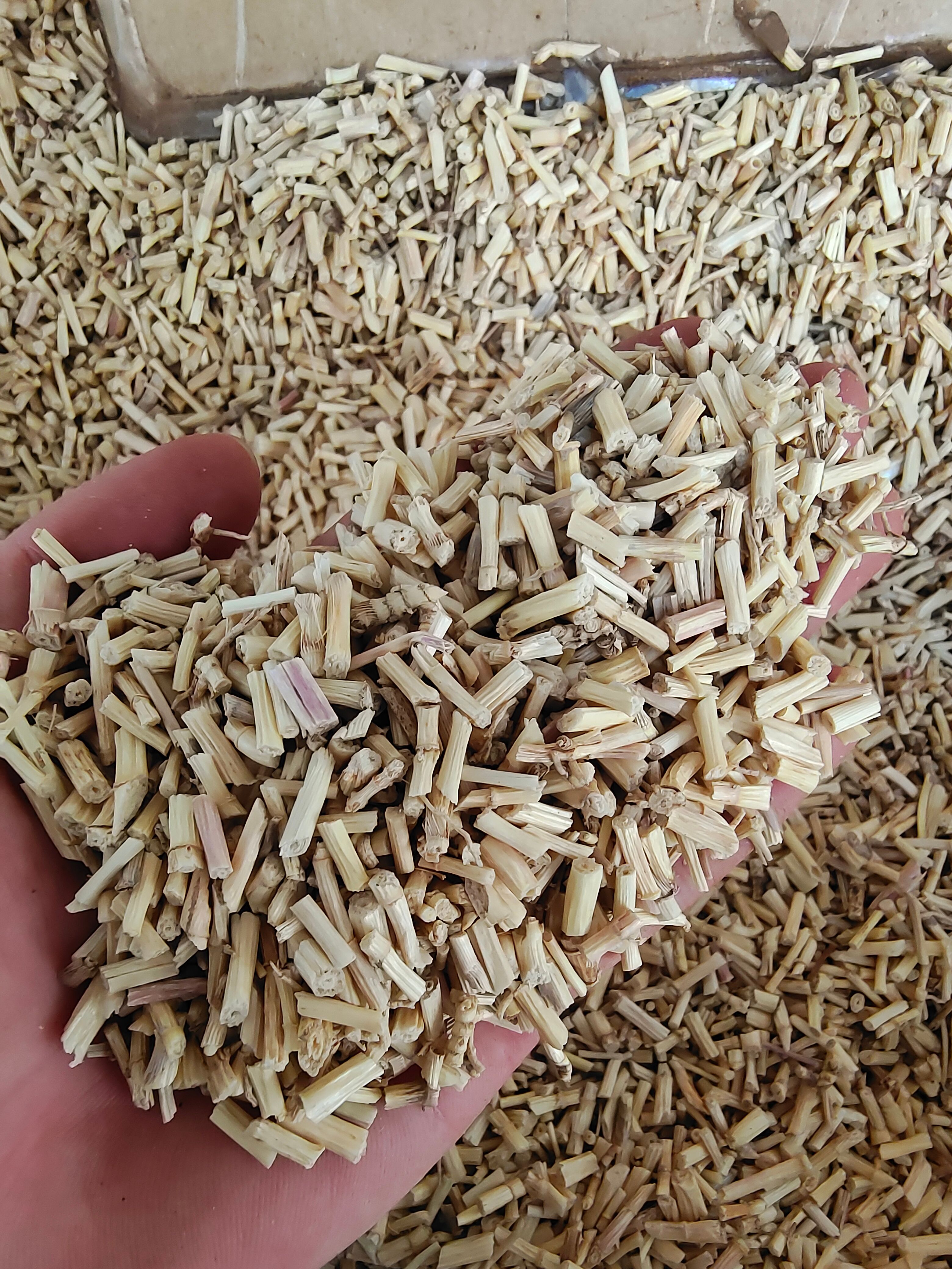 玉林白茅根中药材 批发 新鲜白毛根 干白茅根 无硫茅草根