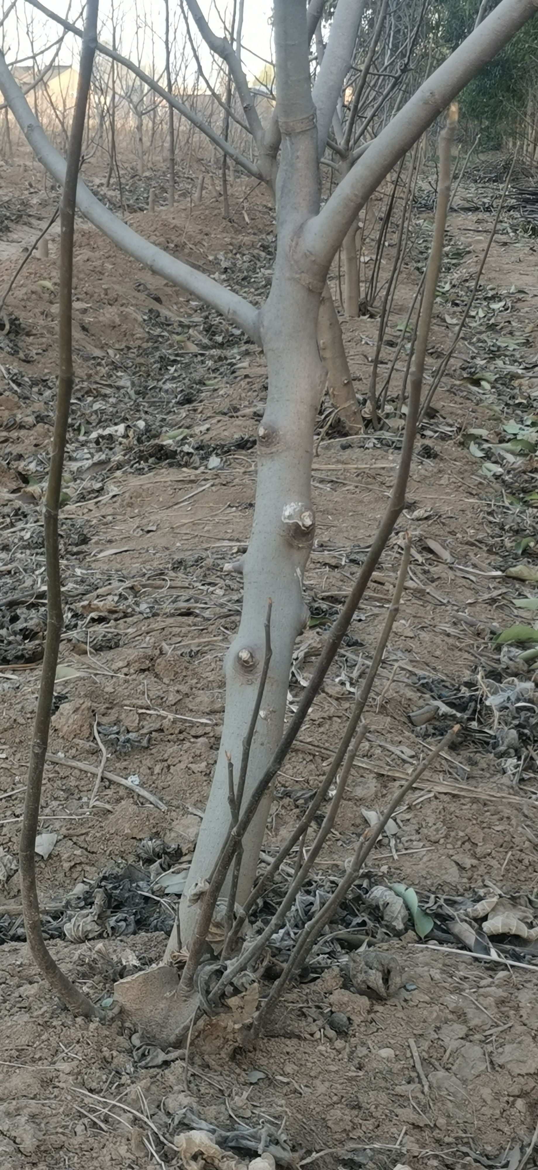 布兰瑞克黄皮无花果苗，四至六年苗