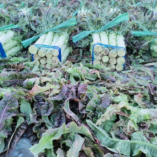 大理市大理红叶莴笋大量有货 不空心 无花头 欢迎实地考察详细商谈