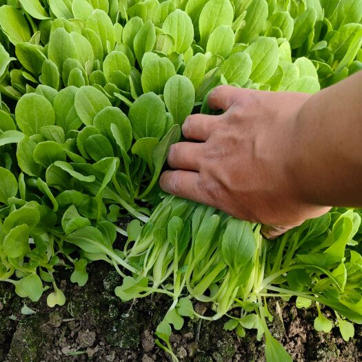 上海精品鸡毛菜