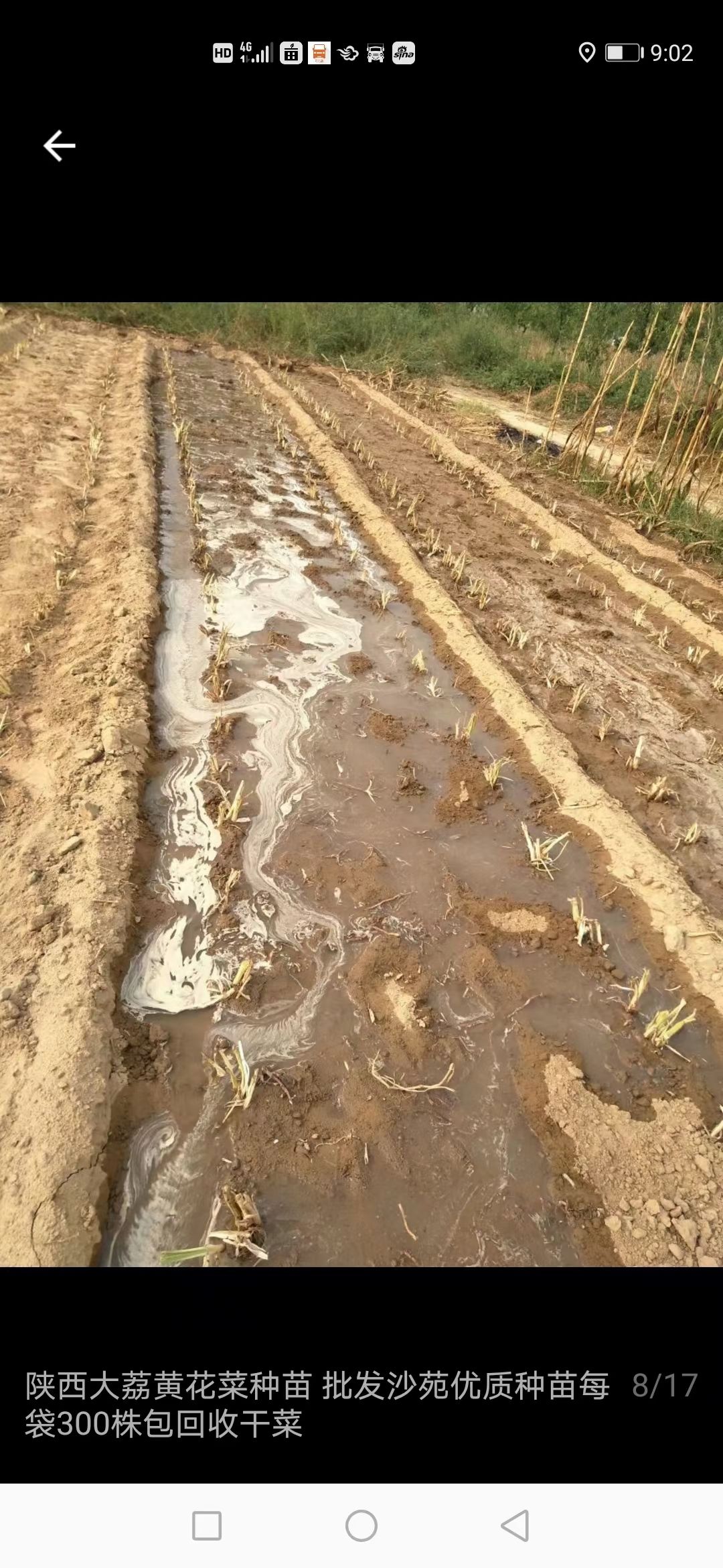 陕西大荔沙苑黄花菜种苗 产地直销