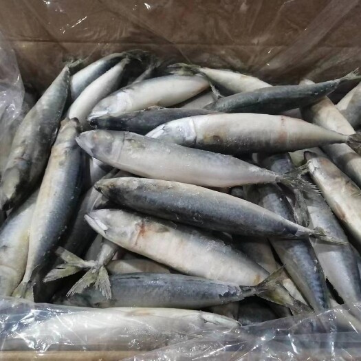 济南青占鱼鲐鲅鱼整条新鲜冷冻海鲜水产批发