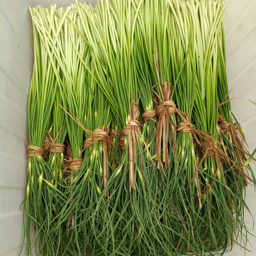 新沂市现摘新鲜蒜苔
